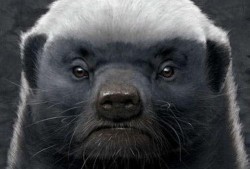 粉丝爆料平头哥视频下载,粉丝爆料背后的精彩瞬间